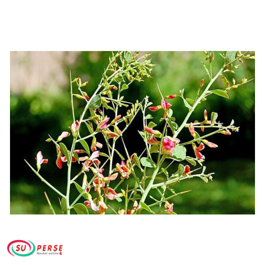 Sueur de Khar Shotor Taravat - 1 litre